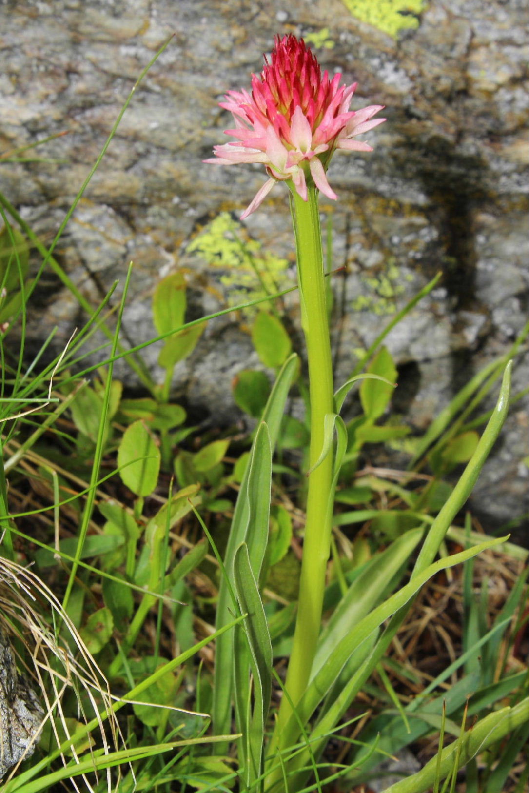 Nigritella corneliana / Nigritella di Cornelia Rudio
